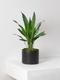 Aspidistra Elatior Milky Way