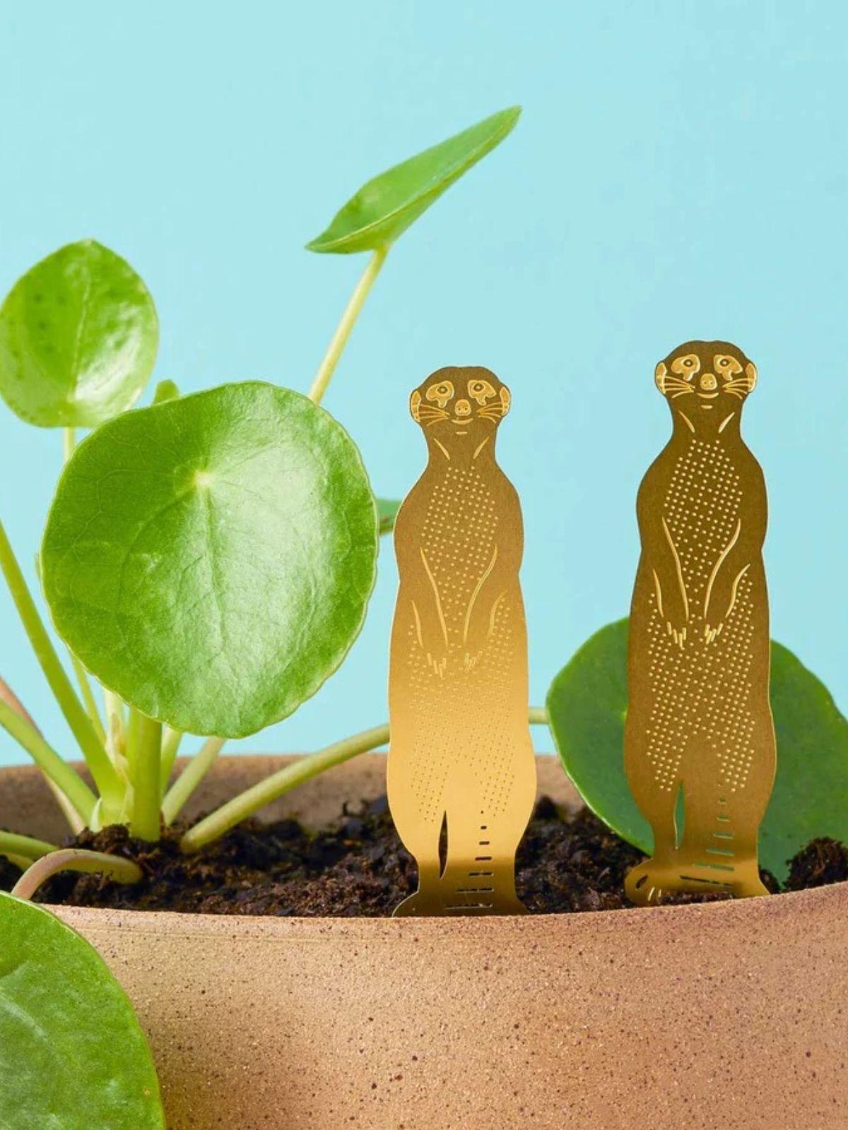 Plant Animal - Meerkat