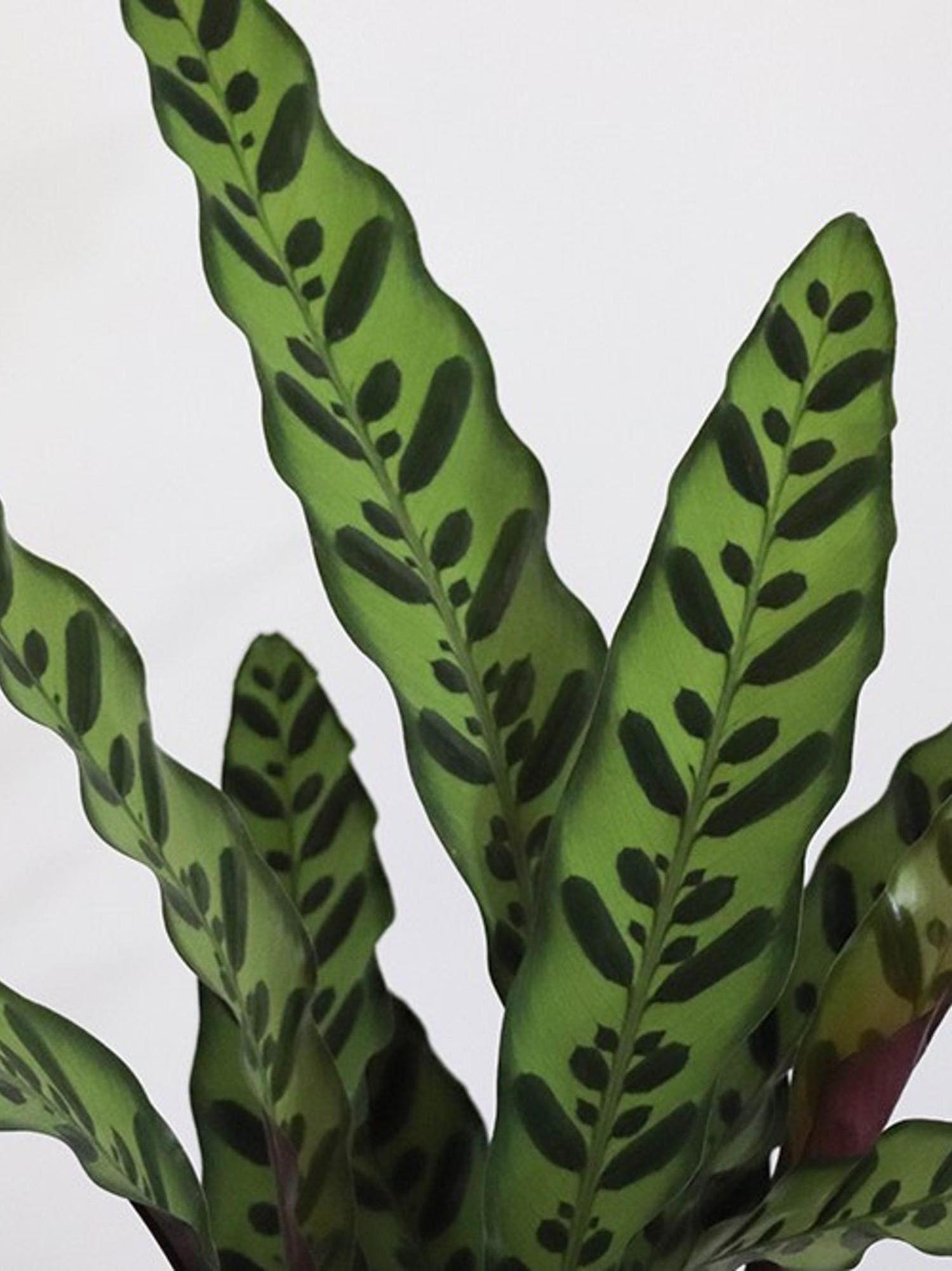 Feuillage Calathea Insignis Paon de Rio