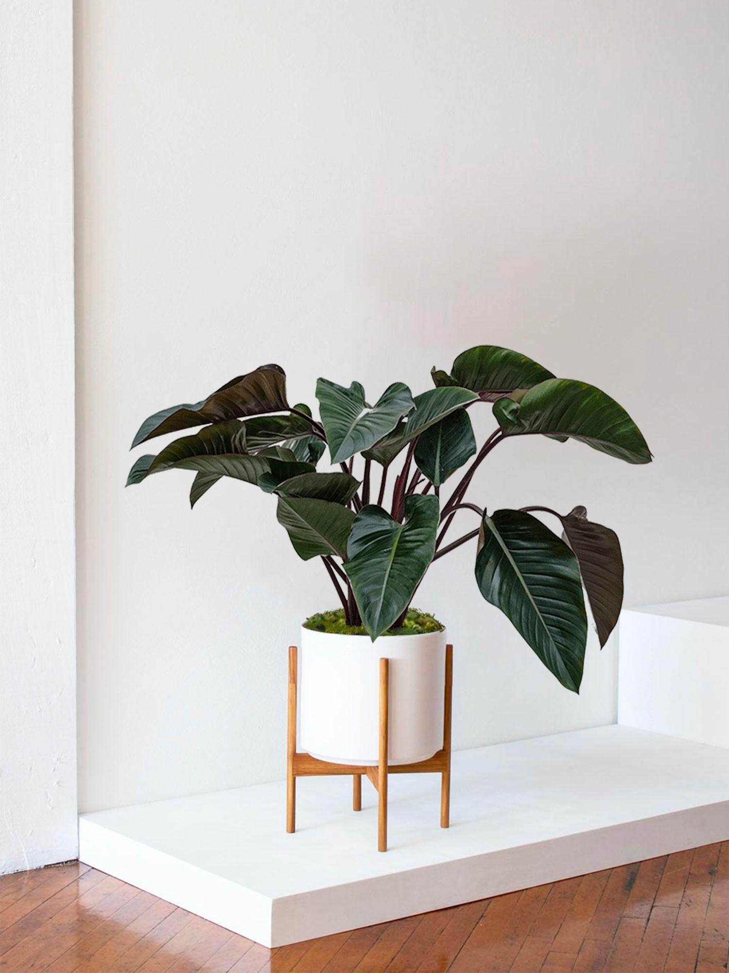 Philodendron Red Beauty