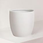 Desert Cactus - White Mediterra Pot