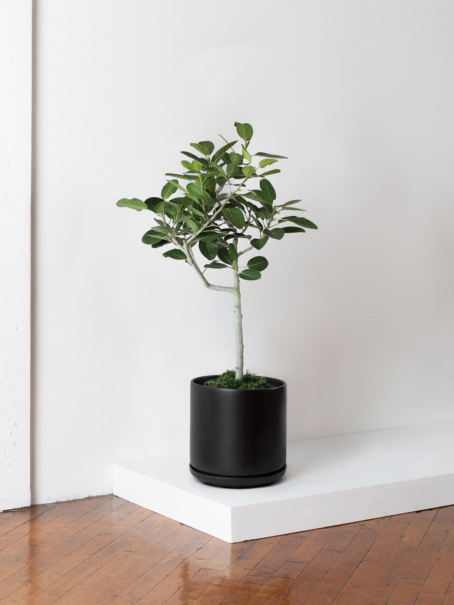 Ficus Audrey Tree