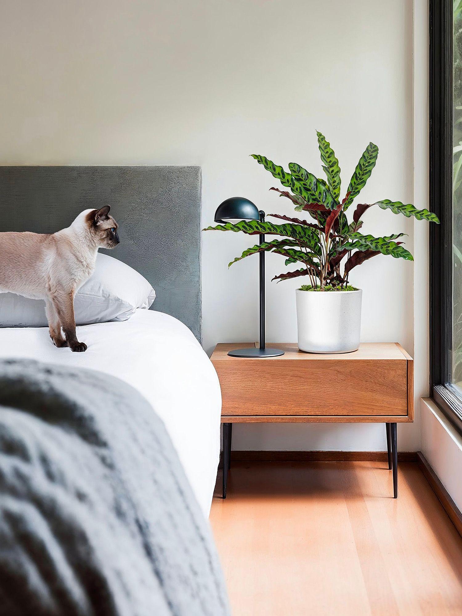 Des plantes d'intérieur non toxiques, sans danger pour votre chien, chat et tous vos animaux. Livrées prêtes à poser dans leur cache-pot et garanties 30 jours.