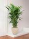 Kentia Palm