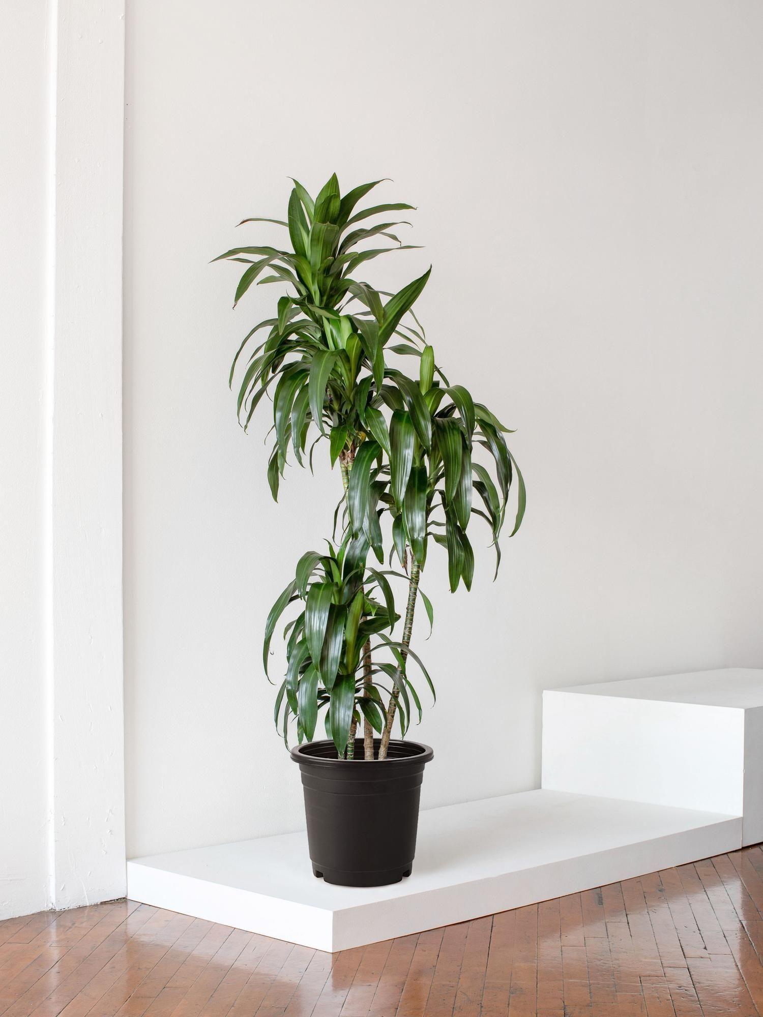 Dracaena Lisa