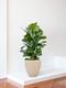 Ficus Elastica Robusta