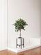 Ficus Benjamina