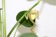 Plant Animal Grenouille