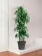 Dracaena Fragrans Janet