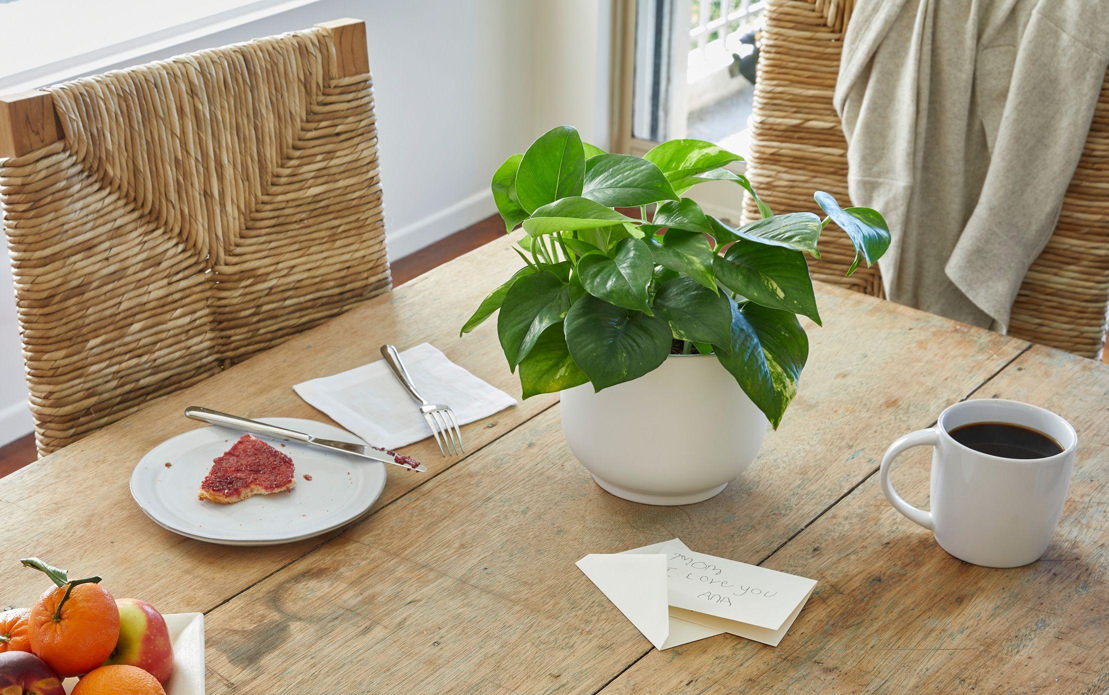 Our most gifted plants
