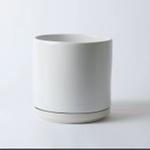 Dragon Tree - White Foundation Ceramic