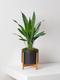 Aspidistra Elatior Milky Way