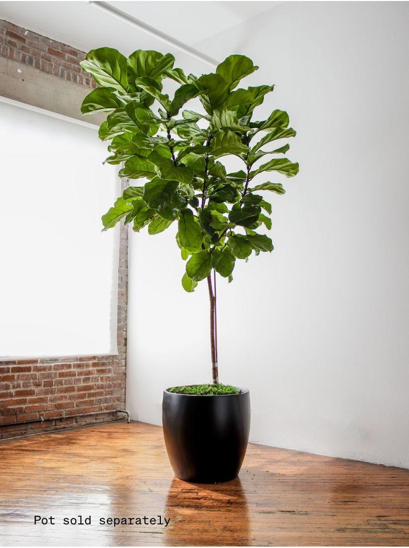 Fiddle Leaf Fig Tree - No Decorative Pot - Plant Only 