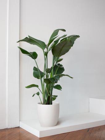 indoor plants picture