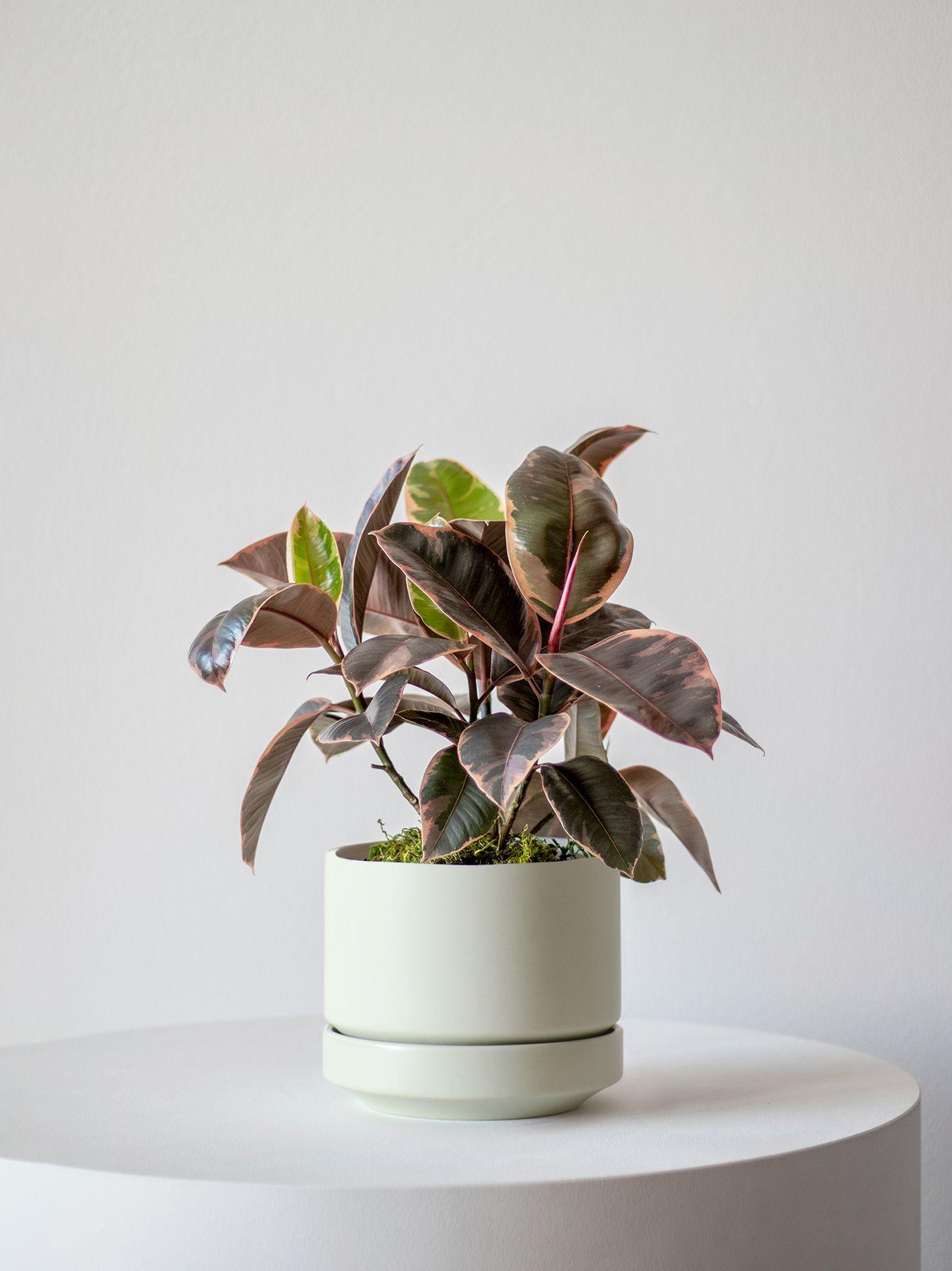 Pink Rubber Plant - Mint Scandinavian Ceramic 