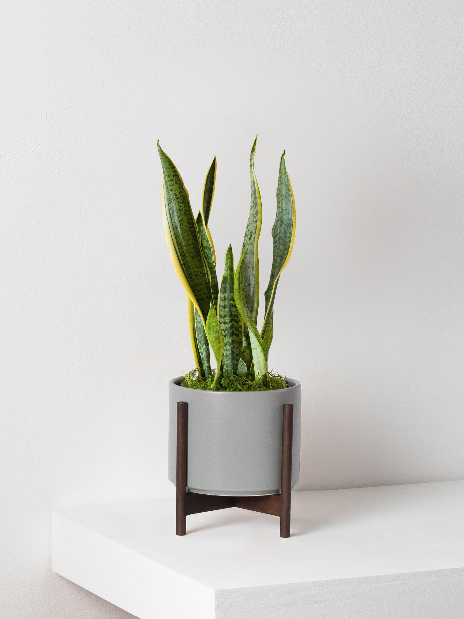 Snake Plant Laurentii
