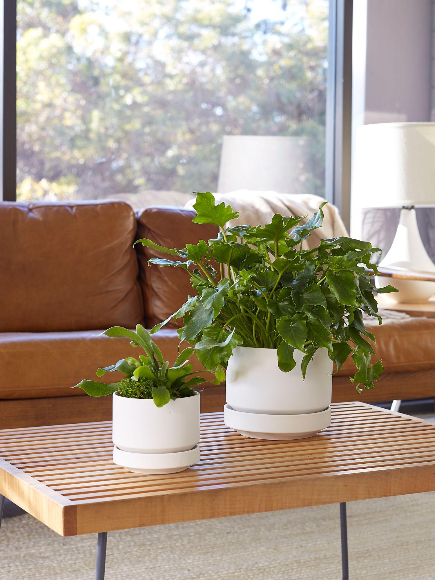 Staghorn Fern