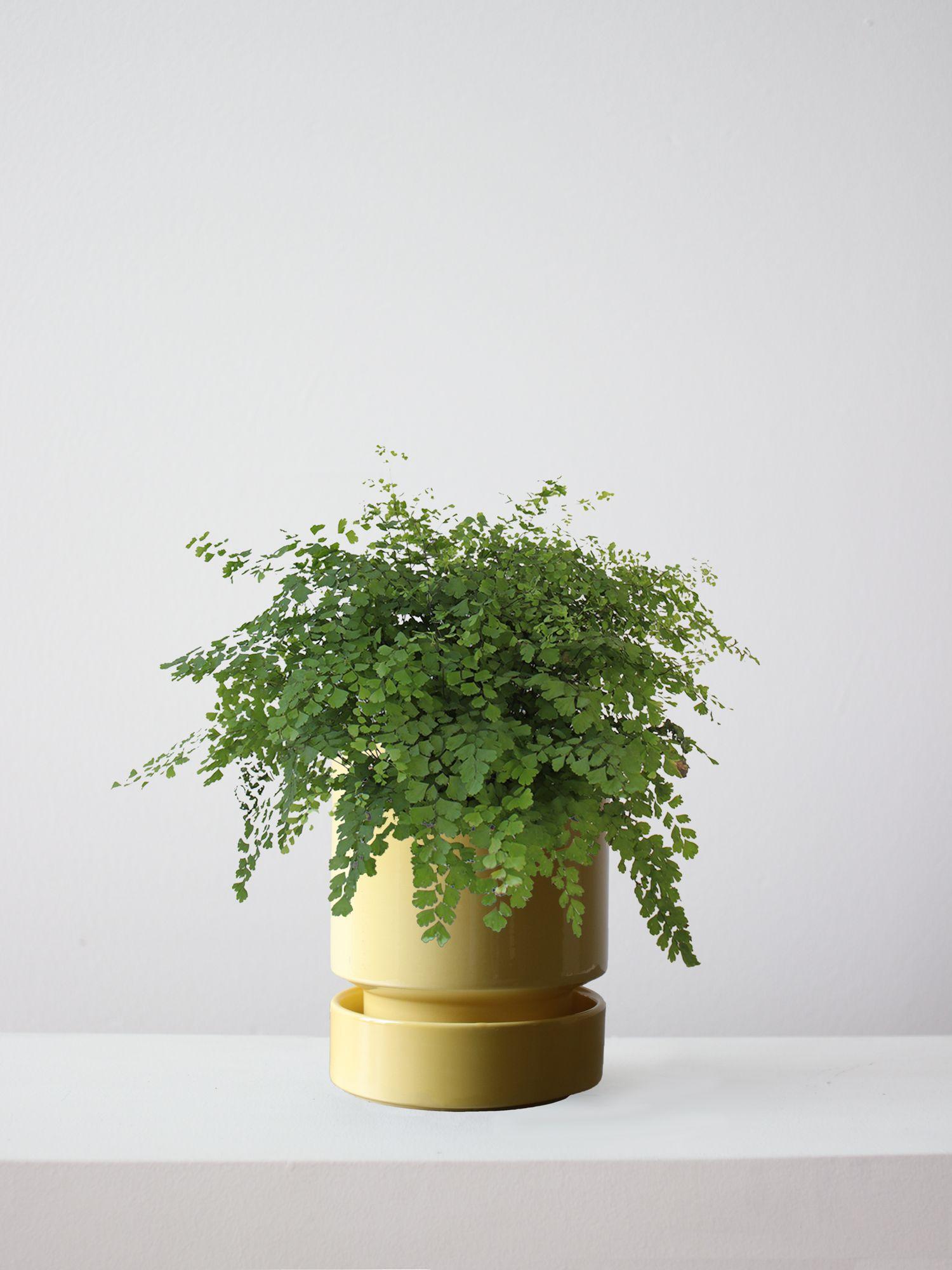 Maidenhair Fern