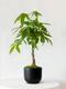 Braided Money Tree