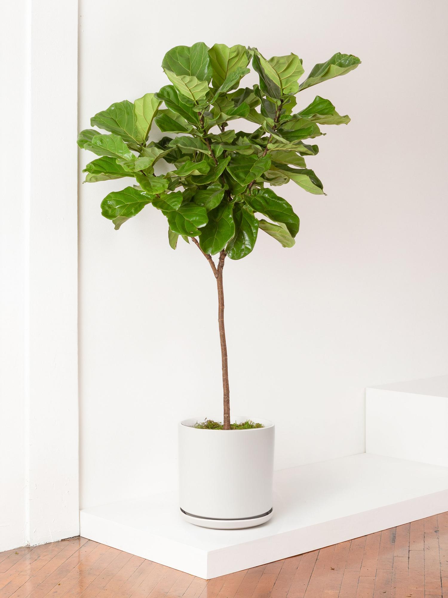 Fiddle Leaf Fig Tree