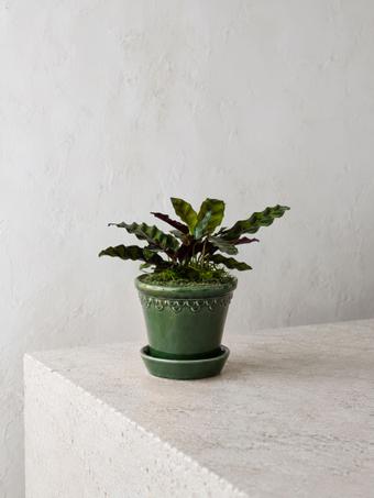 indoor plants picture