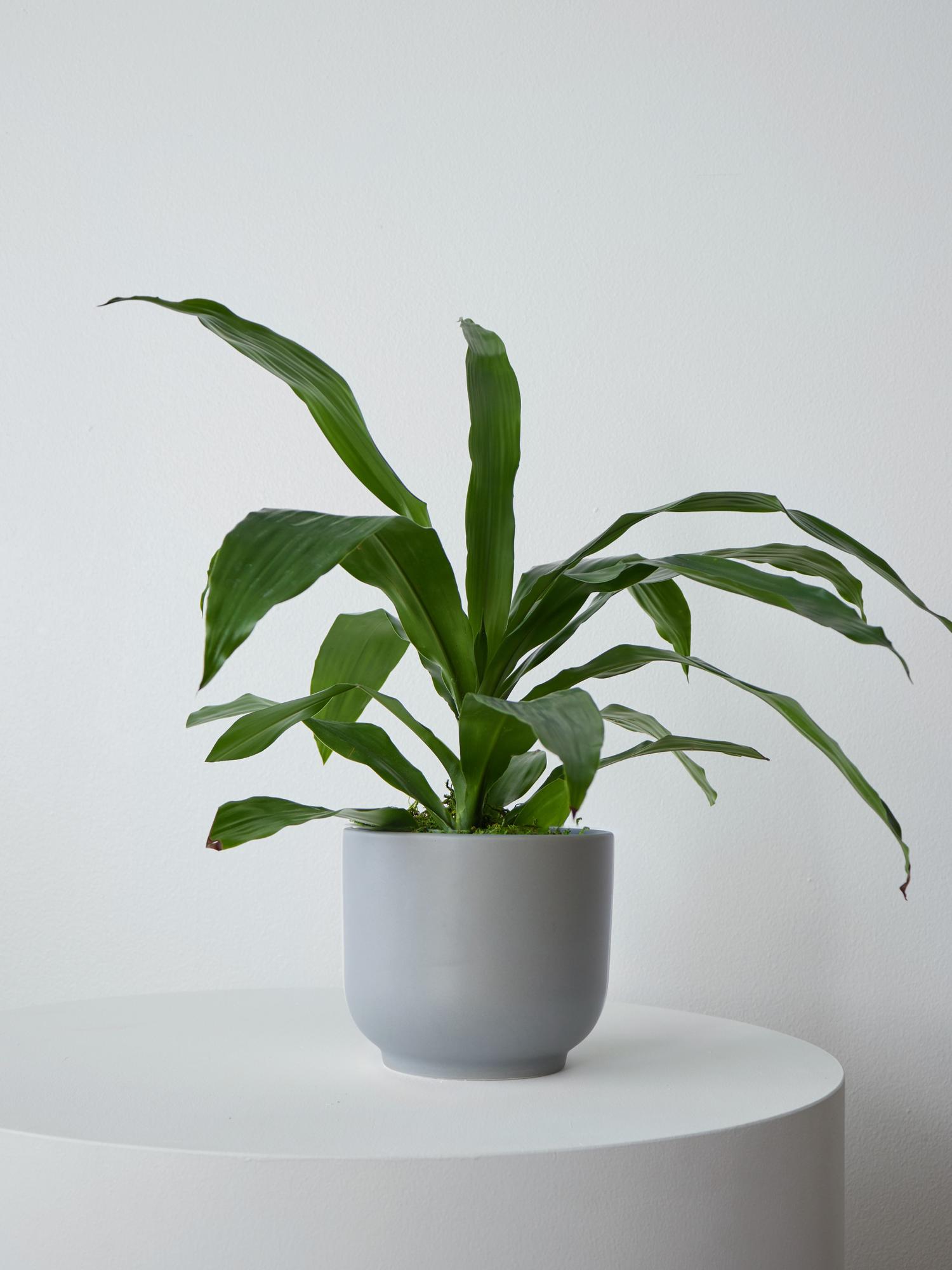 Dracaena Lisa