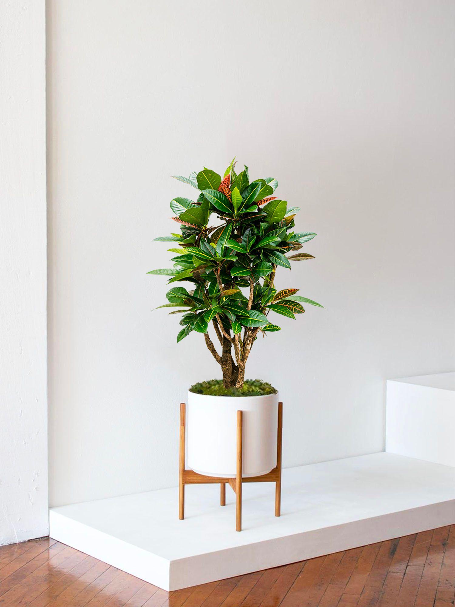Croton Golden Petra - Le 32 - Velvet blanc mid-century Jatoba H 