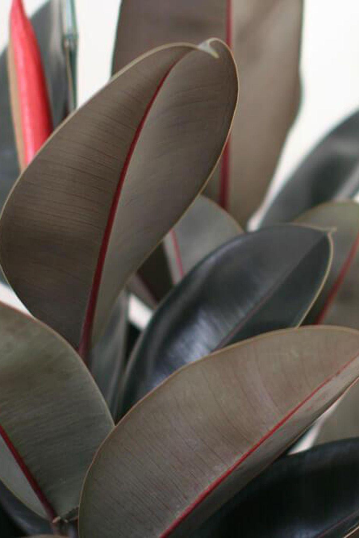 Rubber Tree