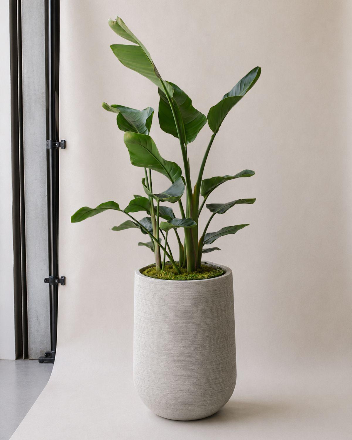 Bird of Paradise - Dune Pilat Pot
