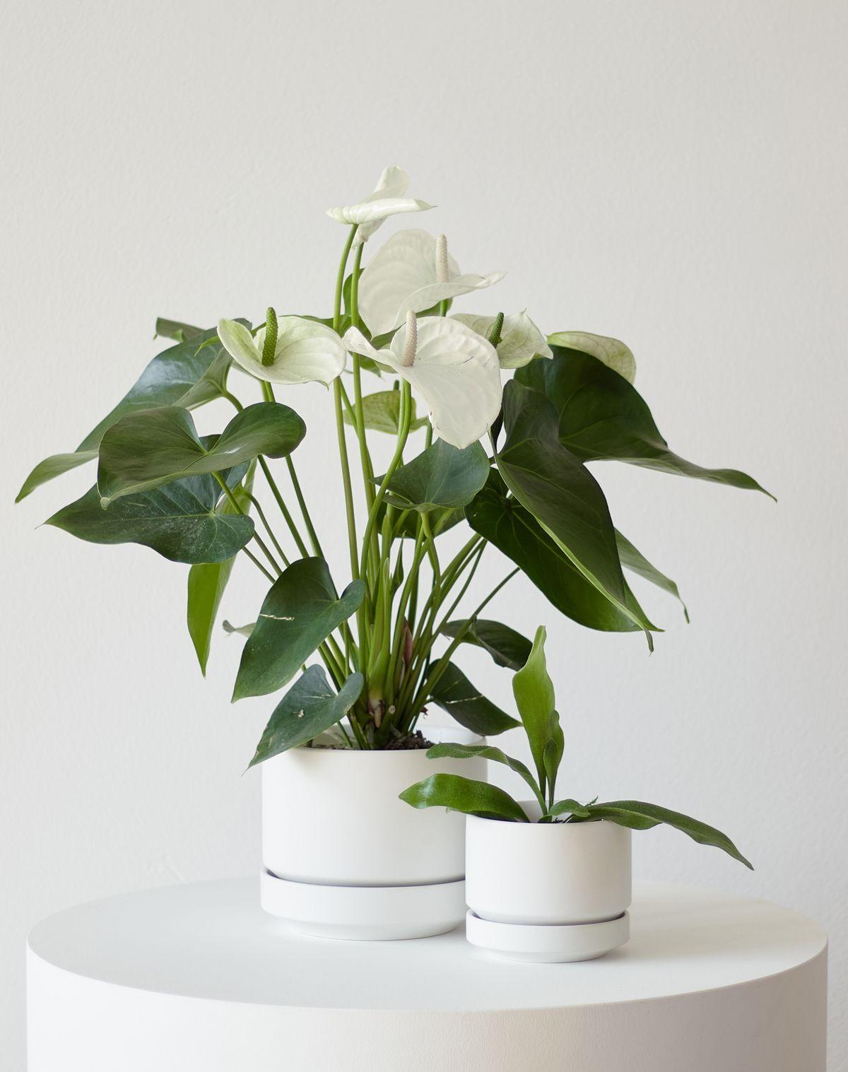 Anthurium - Queen of Spades in Scandinavian - Medium