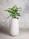Dieffenbachia