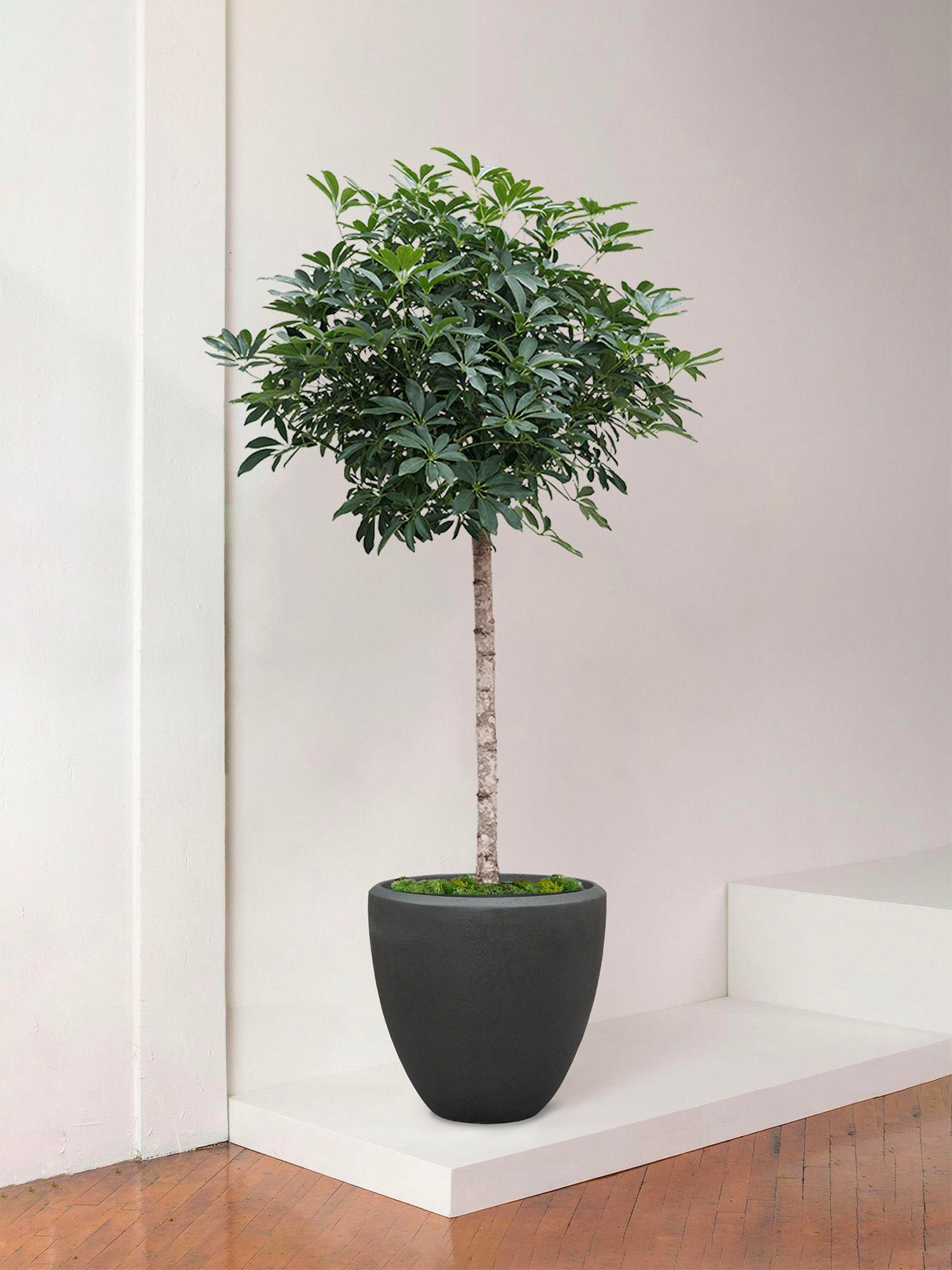 Arbre Schefflera