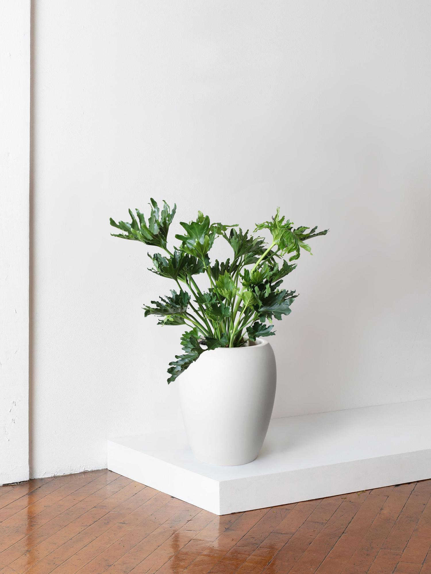 Hope Philodendron