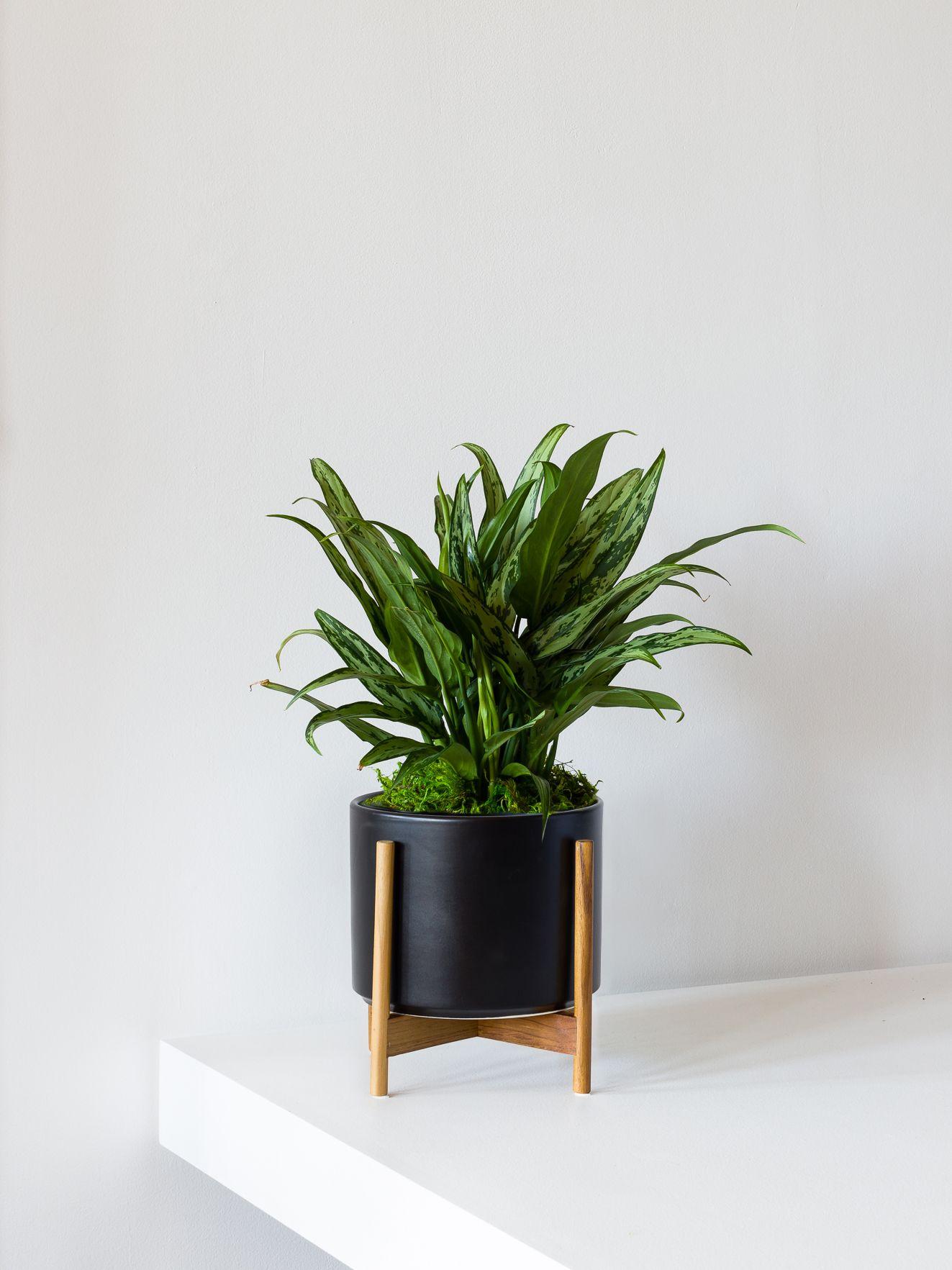 Tiger Evergreen - Black Mid-Century Ceramic + Light Wood Stand 