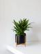 Tiger Evergreen