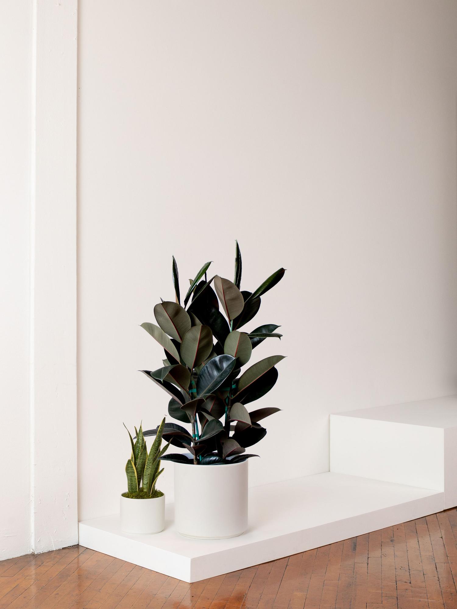 Rubber Tree