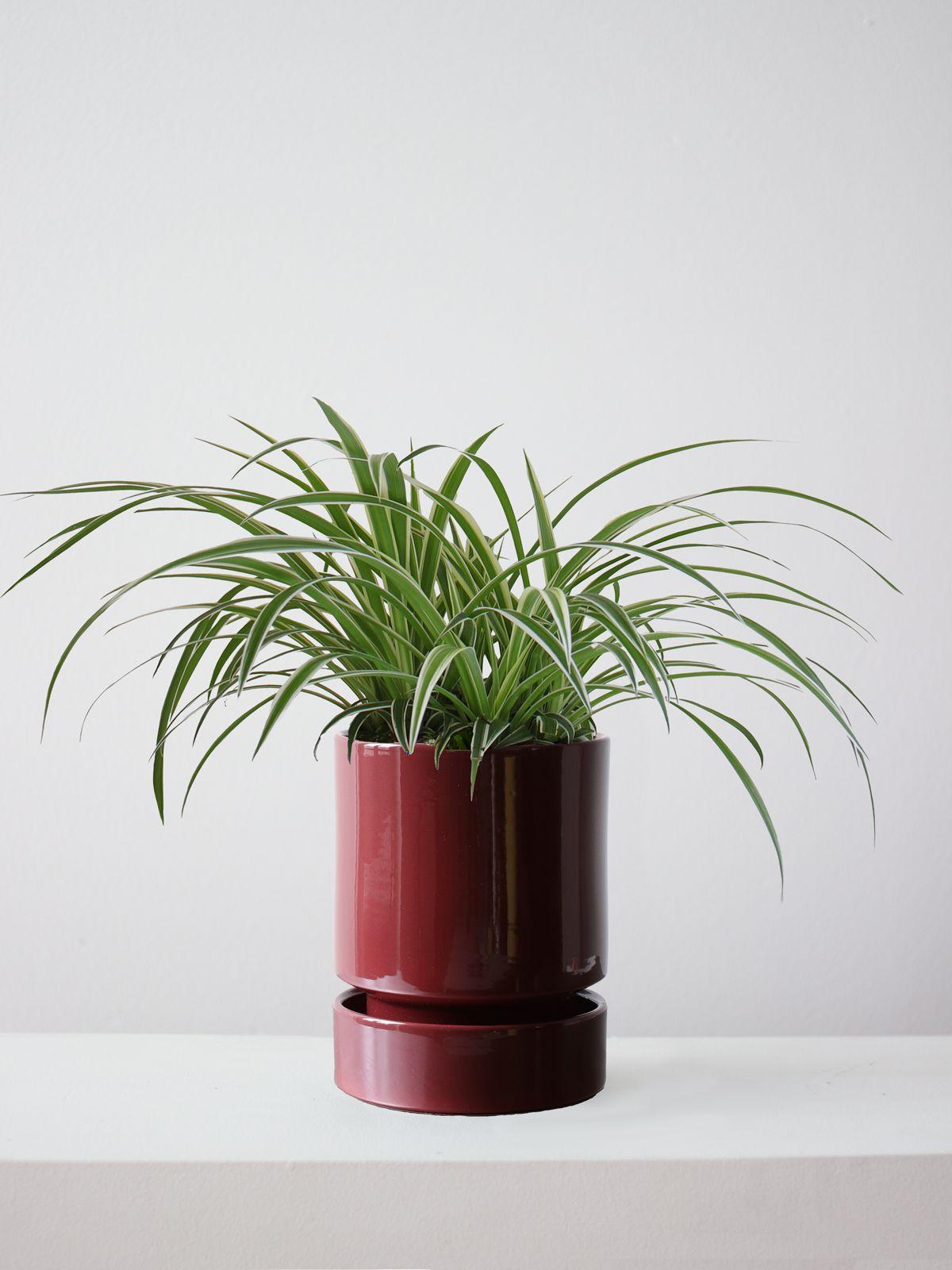 Spider Plant