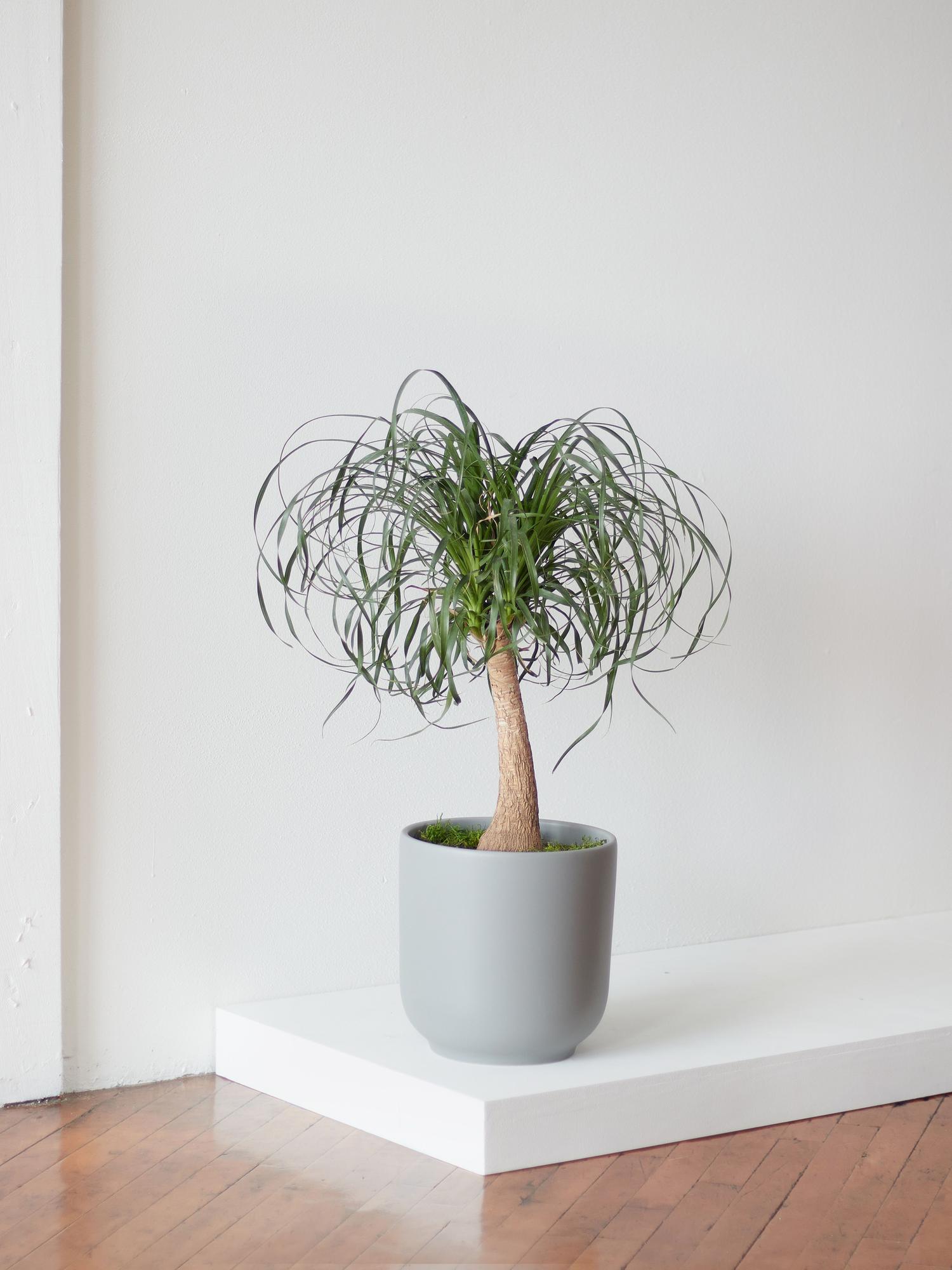 Ponytail Palm - Nouvelle Ceramic - Gray Nouvelle Ceramic 