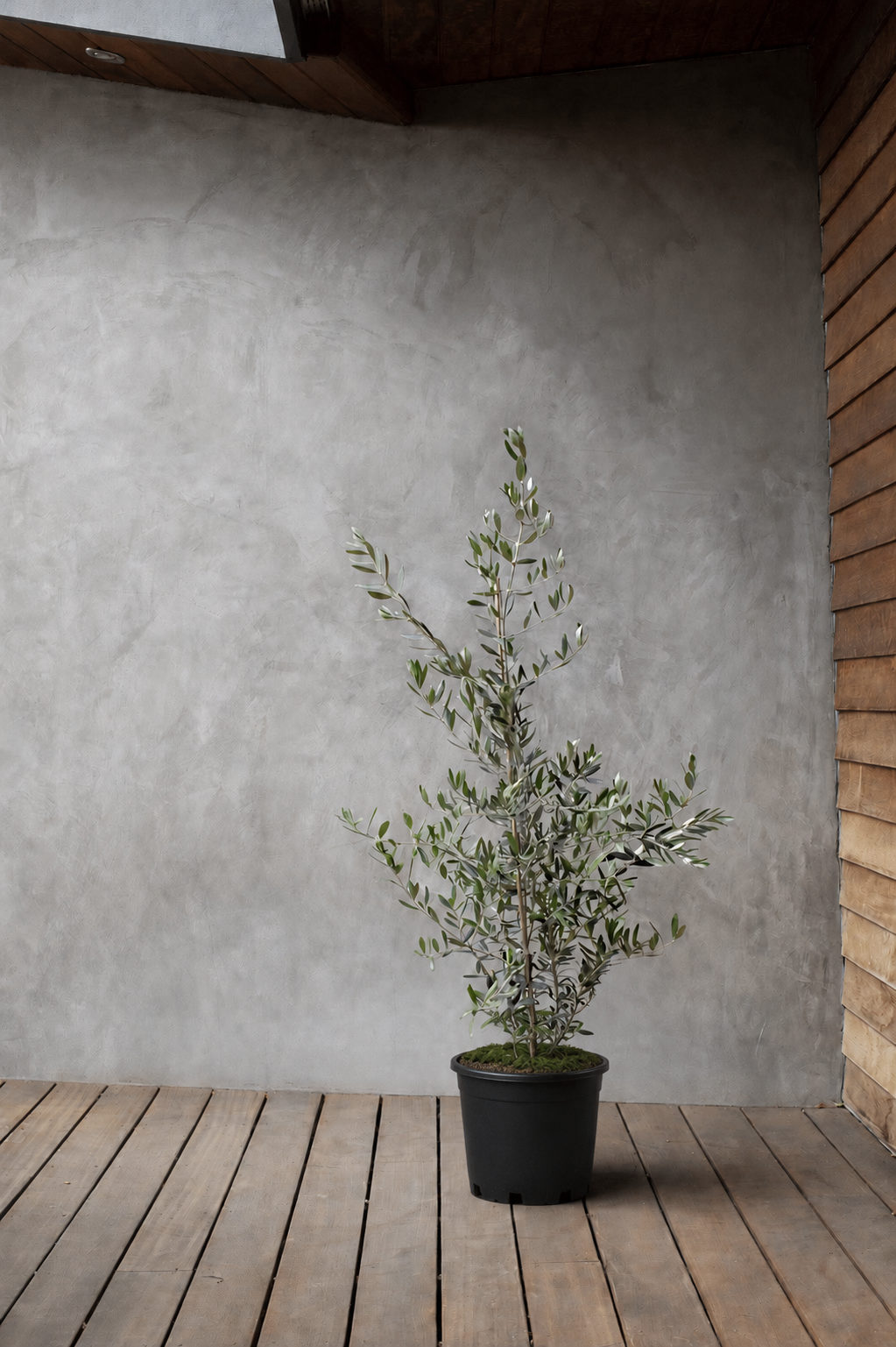 Olive Bush