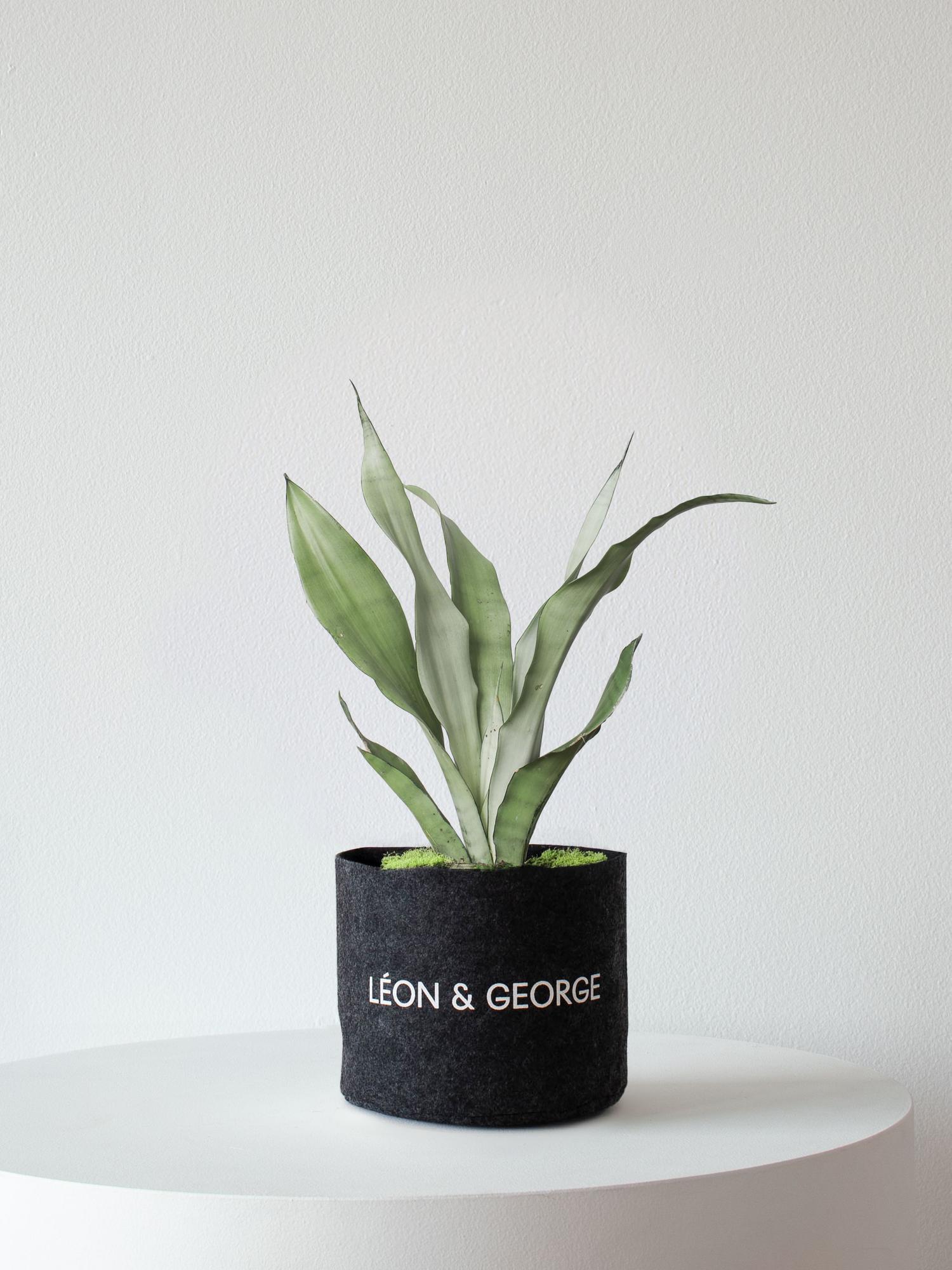Moonshine Snake Plant