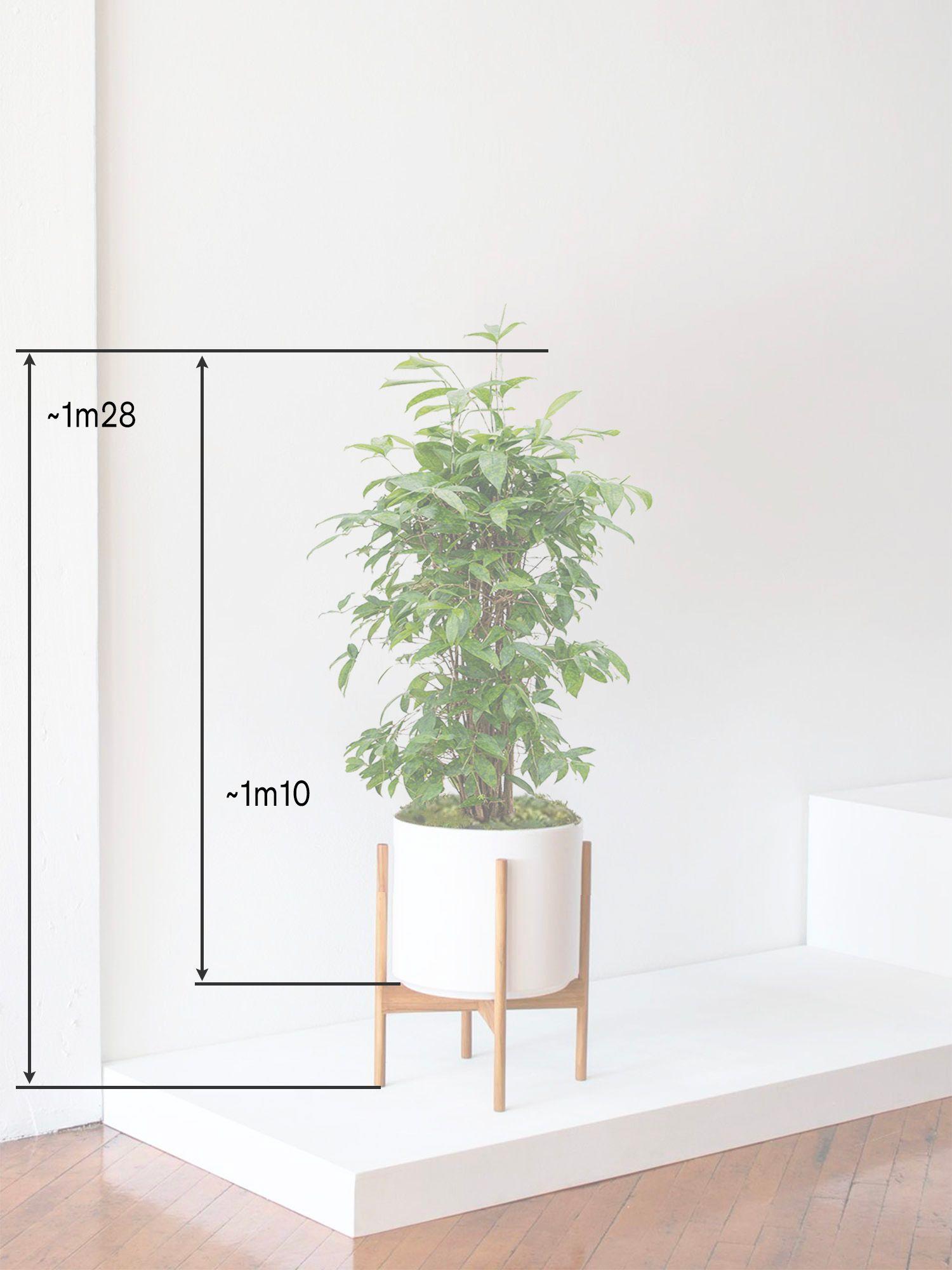 Dracaena Balsamique