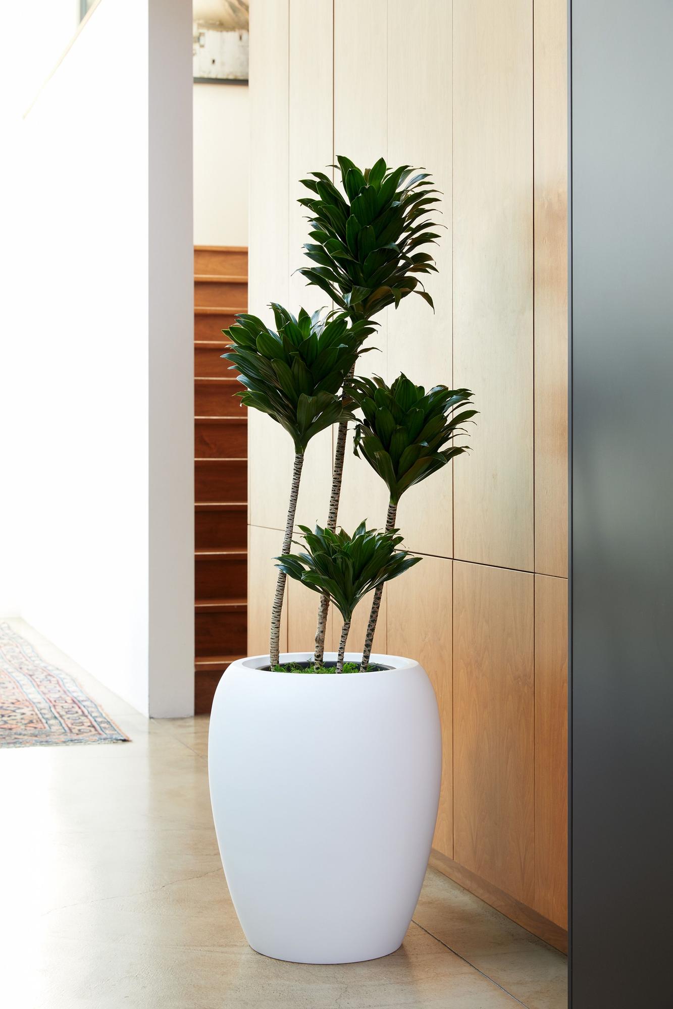 Dracaena Compacta
