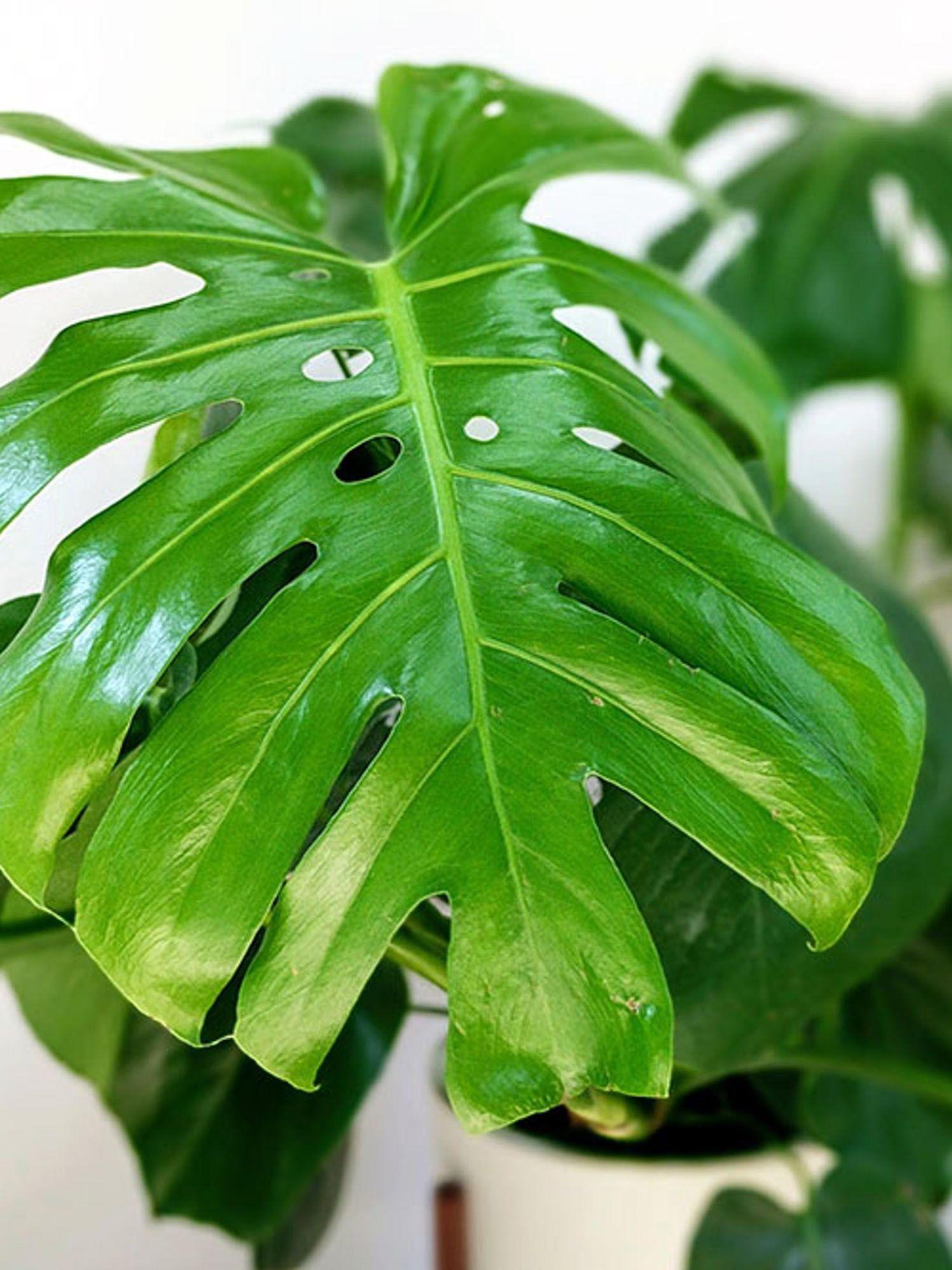 Monstera Deliciosa