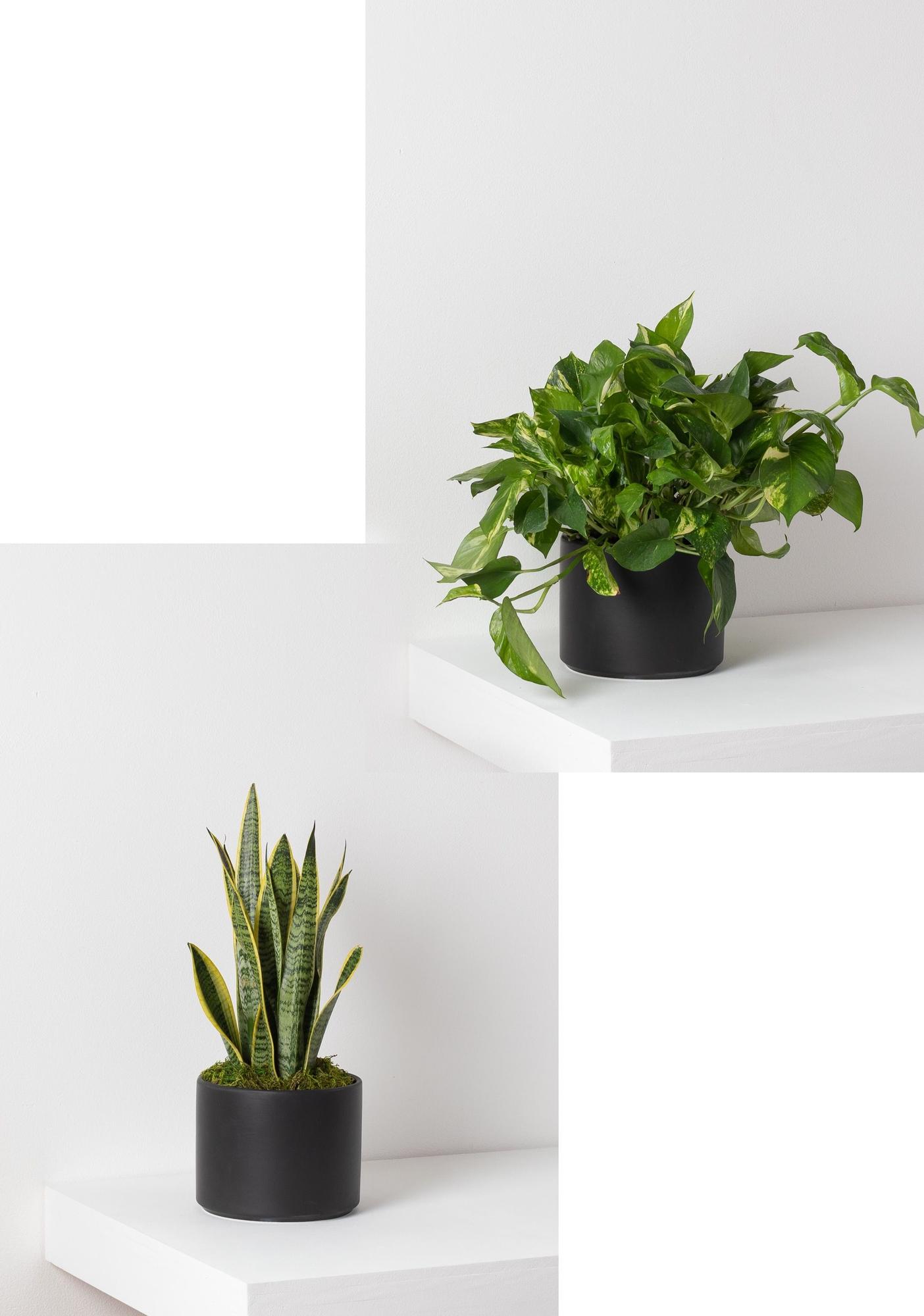 Pothos & Snake Duo