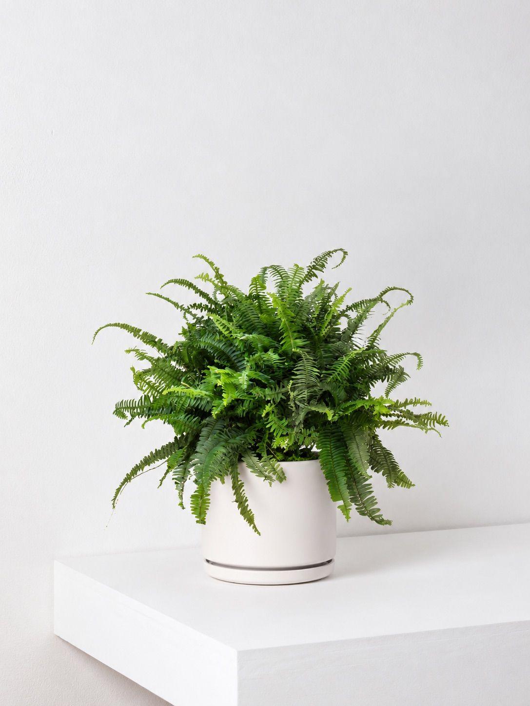 Boston Fern - White Foundation Ceramic 