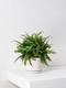 Boston Fern