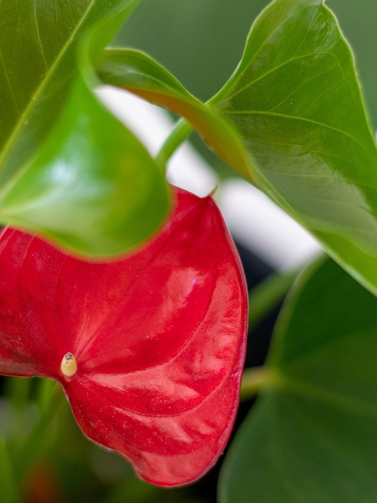 Anthurium - Roi de Coeur