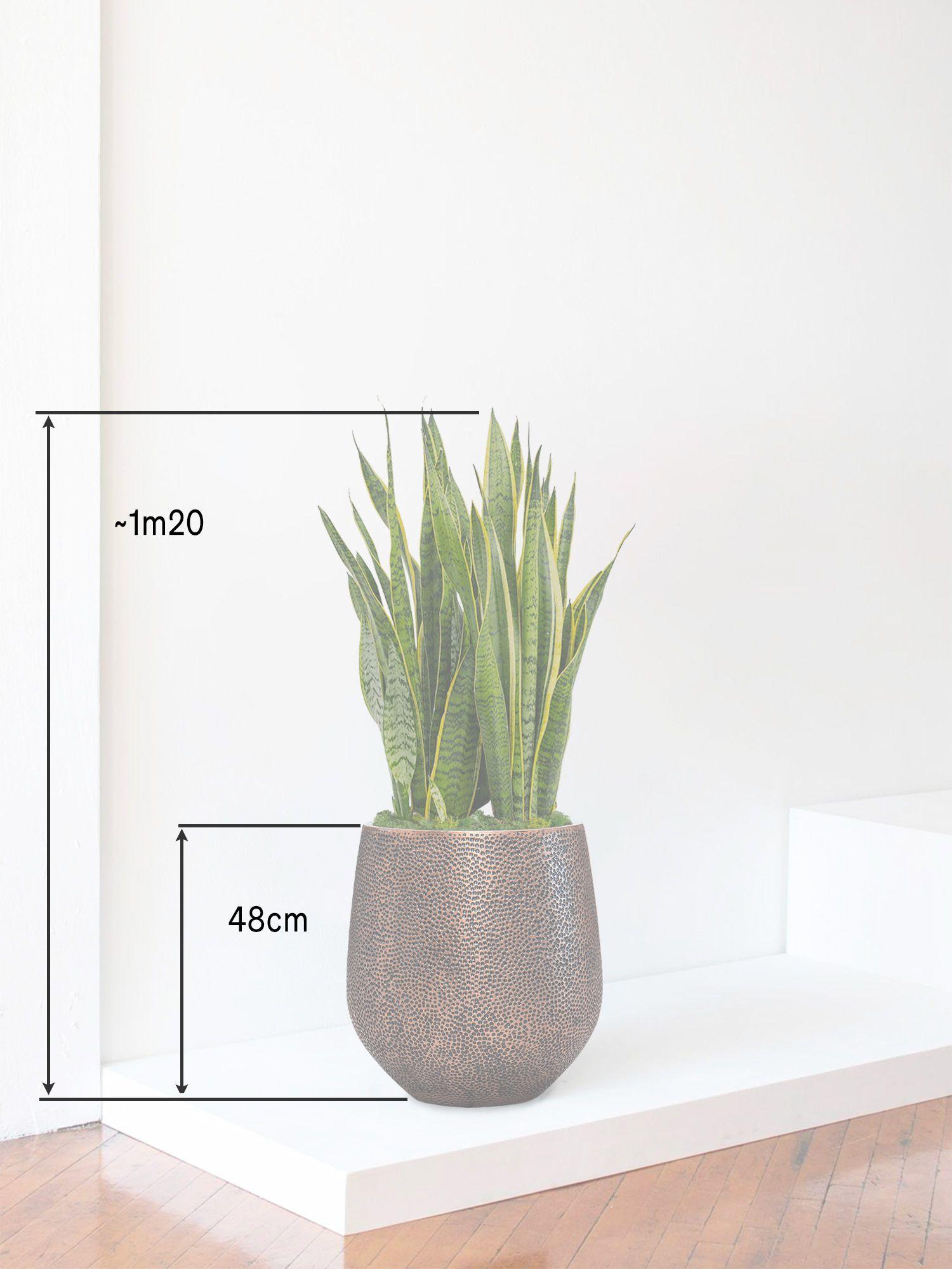 Sansevieria Laurentii