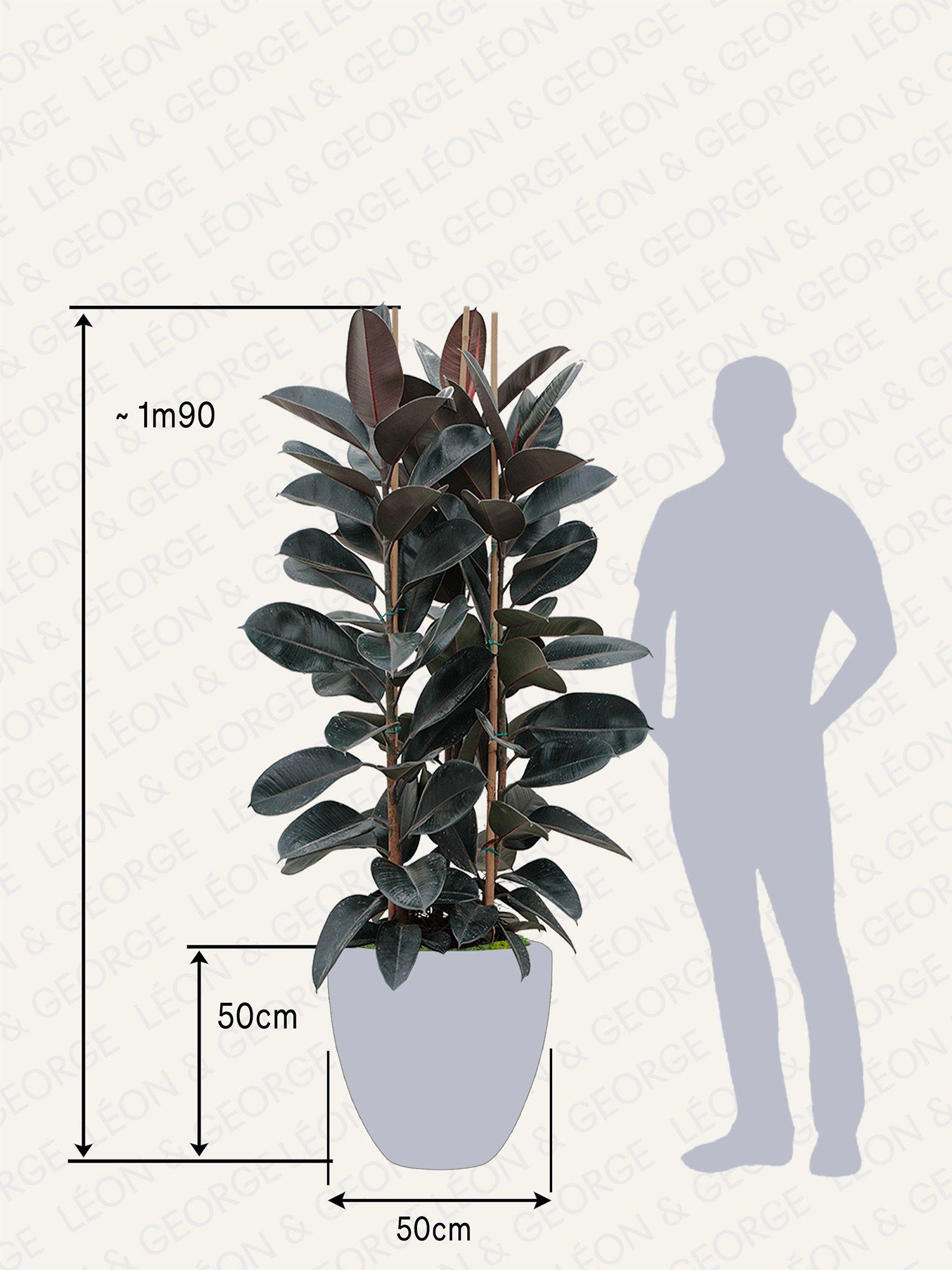Ficus Elastica Abidjan