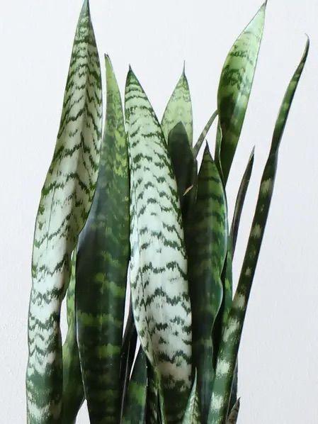Black Coral Snake Plant